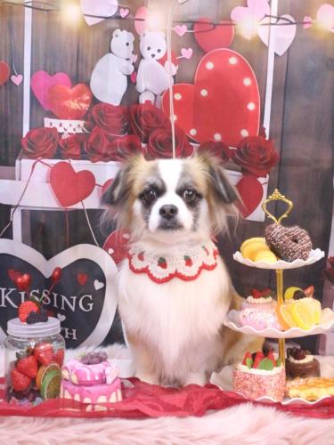 20250225マフィンちゃん